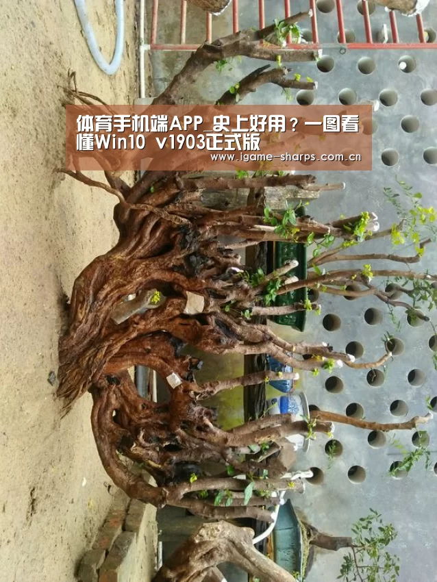 体育手机端APP_史上好用？一图看懂Win10 v1903正式版